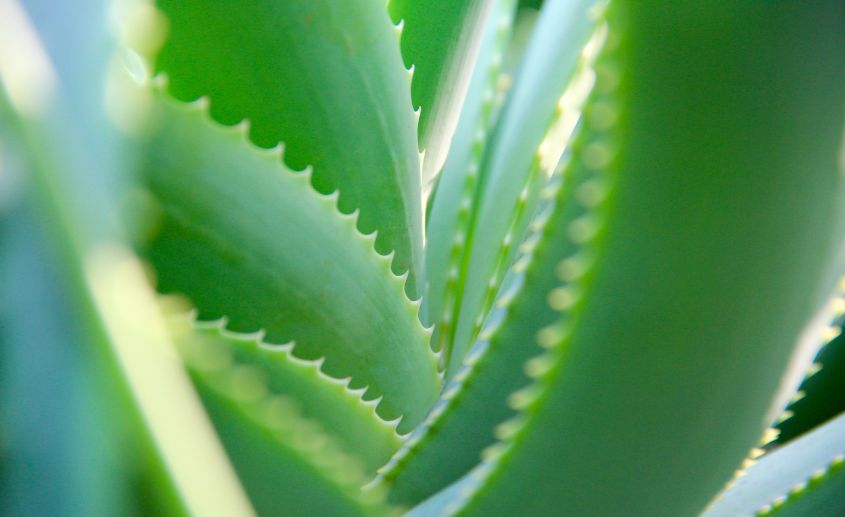 aloe vera biljka