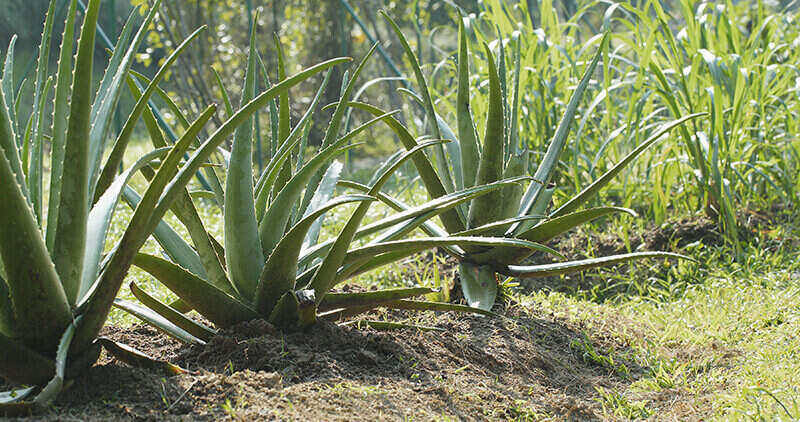 aloe vera biljka