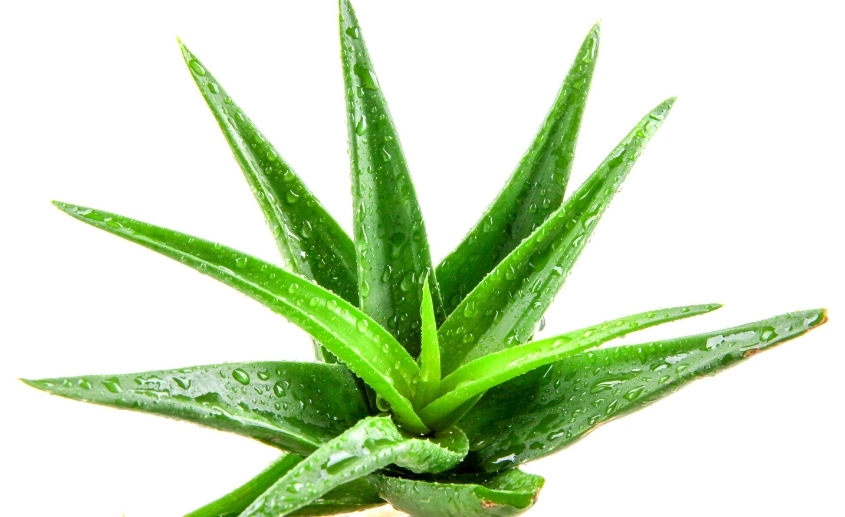 aloe vera zanimljivosti