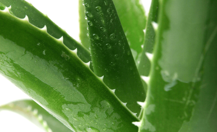 Aloe Vera za kosu i kozu