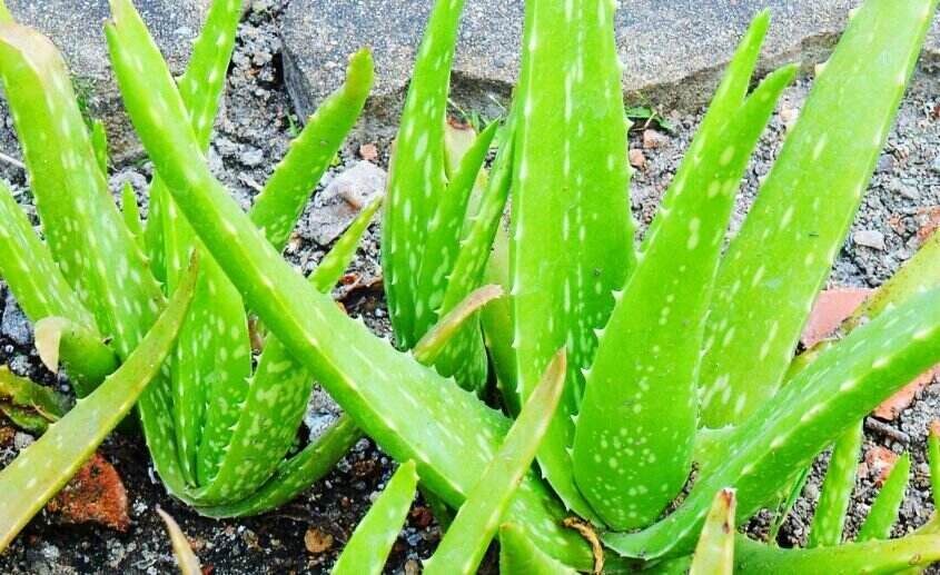 Kako-uzgajati-Aloe-Veru